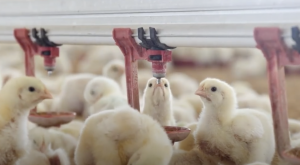 La venta de antibióticos de uso animal cae casi a la mitad en la UE desde 2011, foto pollos alimentándosela en granja