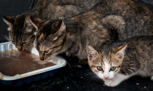 AVEM y la Universidad Complutense promueven el curso sobre gestión veterinaria y control integral de colonias felinas urbanas, foto gatos comiendo calle