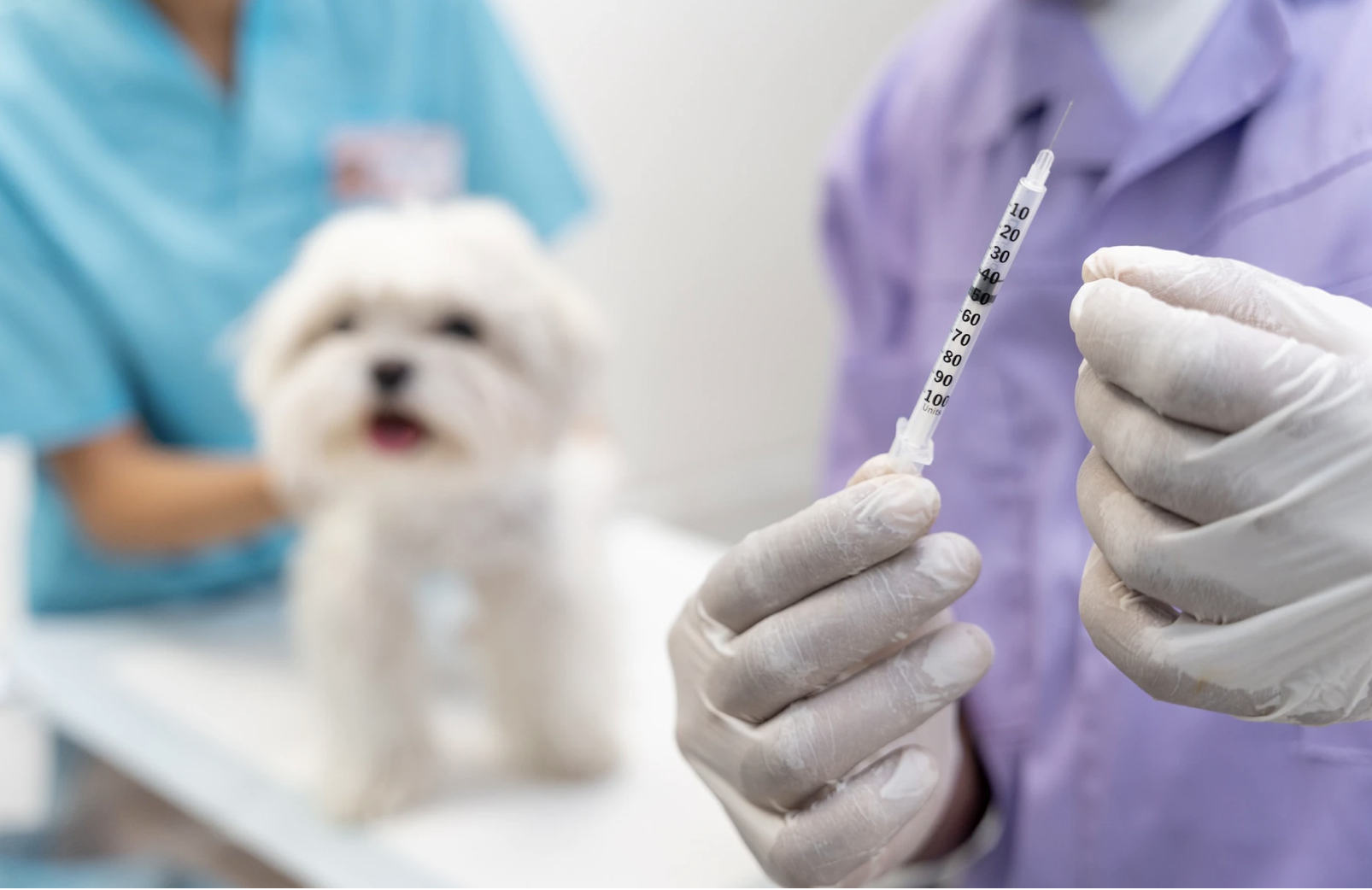 Terapia de insulina una vez a la semana en perros, foto veterinario perro