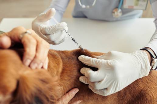 El CSIC y Zendal desarrollan una nueva vacuna contra la leishmaniasis canina, foto vacuna perro