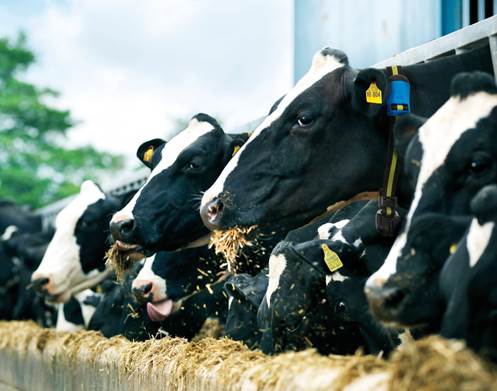 MSD Animal Health presenta la próxima generación del software de monitorización SenseHub® para ganado lechero, foto vacas de leche