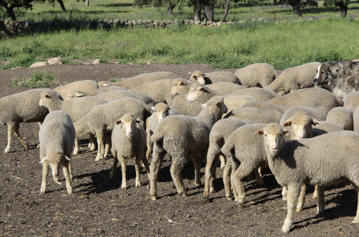 Un cebadero de Alcázar de San Juan es el último afectado por viruela ovina