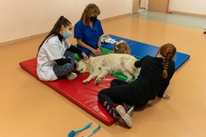 Purina, El Hospital Clínic de Barcelona y CTAC presentan los resultados de un estudio que confirma la eficacia de terapias asistidas con perros en menores de edad con trastornos de salud mental