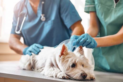 Eficacia de la inmunoterapia específica para alérgenos en perros con dermatitis atópica