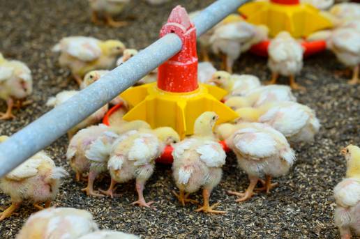 Aditivos fitogénicos para piensos como alternativa a los promotores del crecimiento de antibióticos en pollos de pollos de engorde