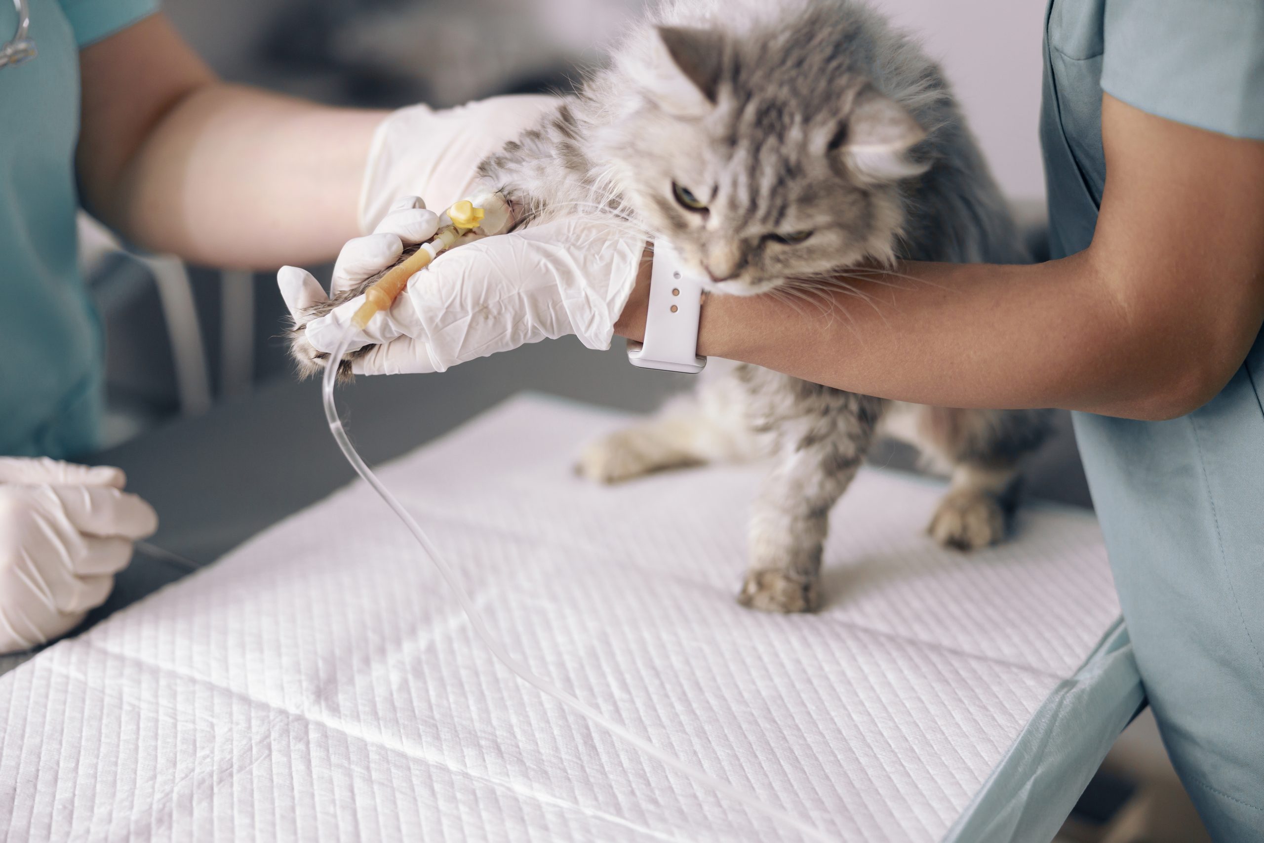 Tratamiento inmunosimulante de poliprenil de gatos con peritonitis infecciosa felina presuntiva no efusiva en un estudio de campo