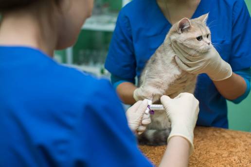 Percepción del estrés por parte de los dueños de gatos en la clínica