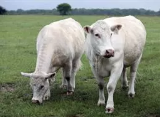 Mueren 18.000 vacas en una explosión en una granja en Texas (EEUU)