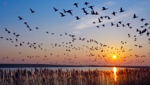 Veterinarios de Toledo: “El control de las aves migratorias protege humedales esenciales para la economía de la región”