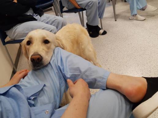Purina refuerza su compromiso con la niñez a través de intervenciones con perros en hospitales para mejorar su salud física, mental y emocional