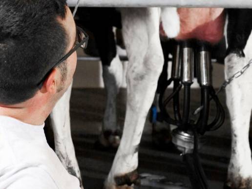 El proyecto REVALLET busca revalorizar la leche de desecho de granjas lecheras