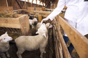 La nueva normativa de ordenación ganadera afecta a más de 200 veterinarios de Toledo