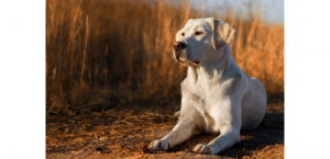La Real Sociedad Canina de España lanza una campaña informativa para advertir de los efectos nocivos del sol en los perros 