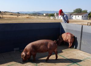 Estudiar el microbioma intestinal de los cerdos para curar las enfermedades mentales humanas