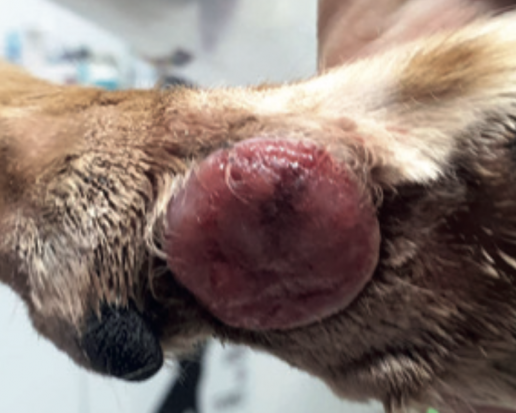 Electroquimioterapia como tratamiento neoadyuvante a cirugía en carcinoma de células escamosas (CCE) cutáneo canino