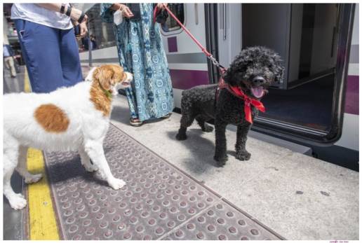 Purina y RENFE amplían alcance del Proyecto Mascota Grande, a partir del cual se podrá viajar con perros de hasta 40 kilos al trayecto Madrid-Alicante y Madrid-València