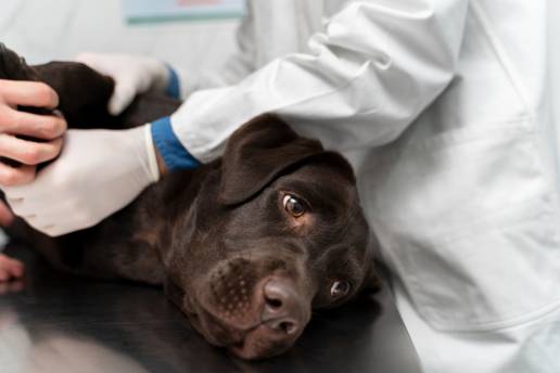 Neumotórax espontáneo secundario en un perro derivado de una neumonía por aspiración 