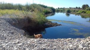 COMUNIDAD VALENCIANA.-Castellón.- Los perros sueltos en la Desembocadura del Mijares, un problema para el éxito reproductor de muchas aves