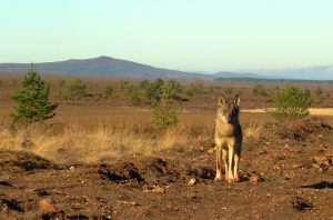Un estudio madrileño comprueba que las heces de los lobos sirven para comunicar su jerarquía o disponibilidad sexual
