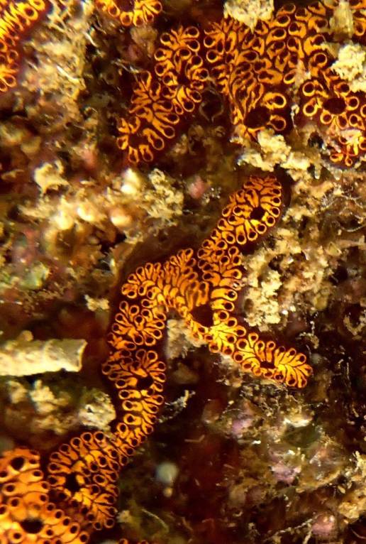 Investigadores identifican 574 especies exóticas en aguas españolas
