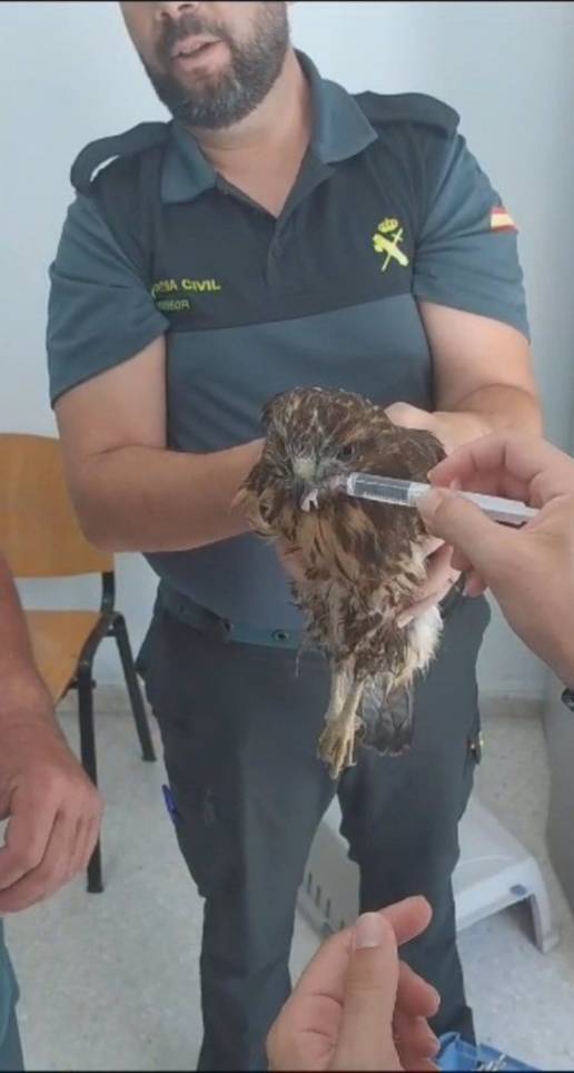 Rescatan en Chiclana (Cádiz) a un ejemplar de águila ratonera, moribundo por las altas temperaturas