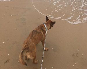 Rota estrena este verano una playa canina, la tercera autorizada de la provincia de Cádiz