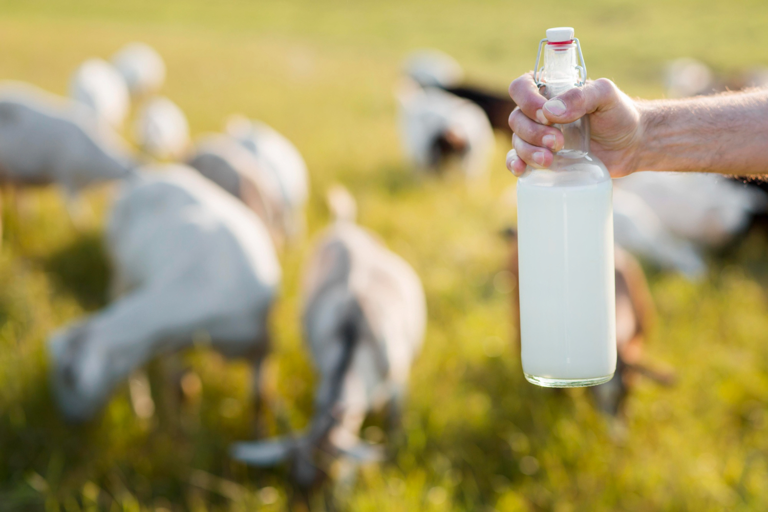 bacterias lácticas aisladas de leche cruda