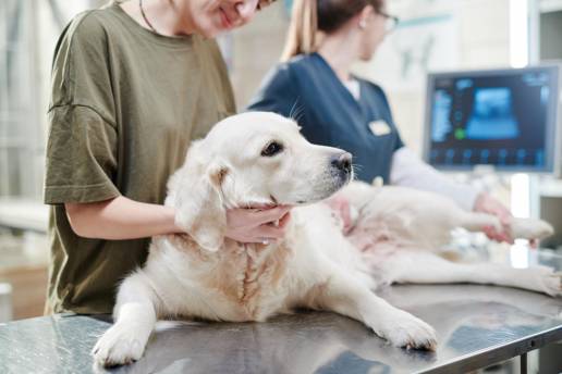 Gabapentina para el estrés canino en la clínica