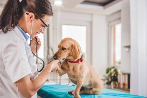 Estrategias inmunoterapéuticas para el linfoma canino: cambiar las probabilidades contra el linfoma no Hodgkin