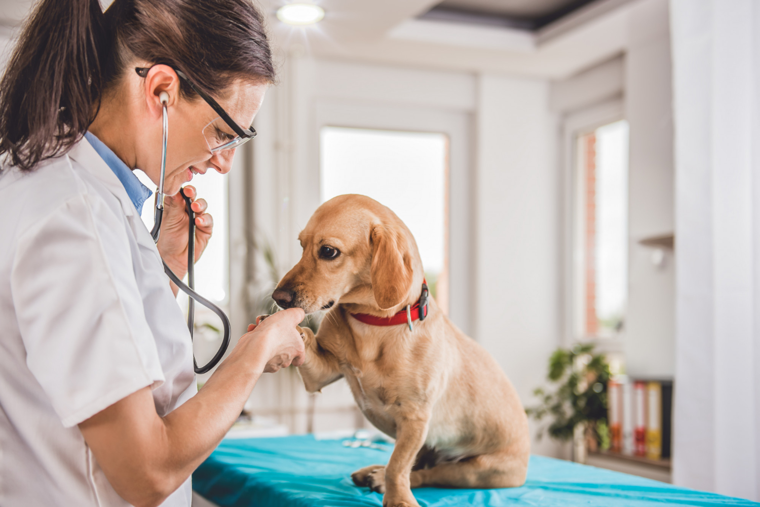 Estrategias inmunoterapéuticas para el linfoma canino: cambiar las probabilidades contra el linfoma no Hodgkin