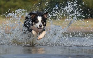Descubre cómo disfrutar del agua y el verano con tu perro sin perder protección antiparasitaria