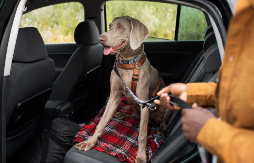 Cómo viajar con perros en coche:  el 50% de conductores desconoce la regulación al respecto