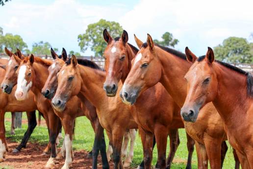 Boehringer Ingelheim y AVEE organizan el primer webinar sobre casos clínicos de caballos tratados con RenuTend®