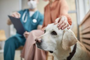 La Fundación Royal Canin y Yaracán impulsan las terapias asistidas con perros en entornos hospitalarios