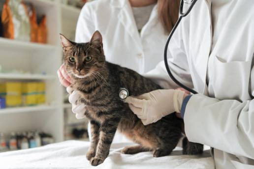 Caso clínico: Resolución de la lesión renal aguda oligoanúrica con la administración de furosemida en un gato tras la toxicidad del lirio