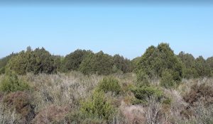 Científicos del CSIC analizan el papel de animales en la dispersión de semillas de la sabina negra de Doñana