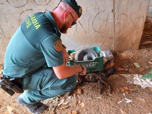Investigado en Granada por maltrato a tres perros galgos que mantenía desnutridos