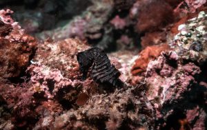 Fundación Oceanogràfic y Agricultura sueltan once caballitos de mar recuperados en el Arca del Mar