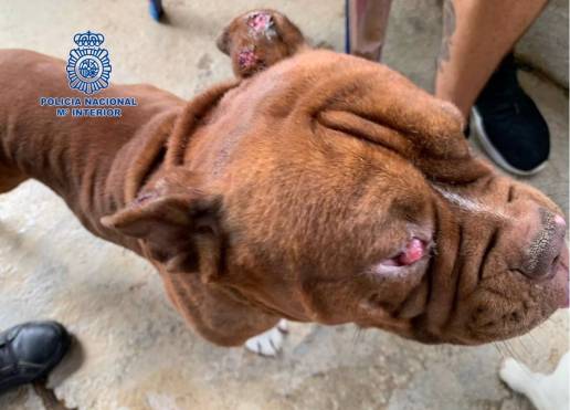 Policía Nacional descubre dos criaderos ilegales de animales en Mijas al intentar rescatar a una perra