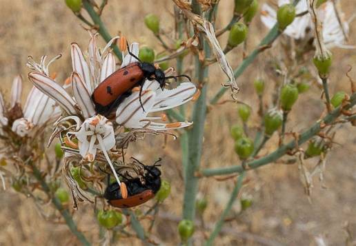 Entomólogos revelan que cerca de 300.000 especies de insectos podrían estar afectadas por amenaza de extinción