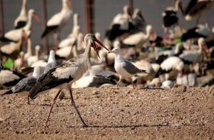 La Estación Biológica de Doñana crea un mapa de las conexiones que realizan las cigüeñas entre vertederos y humedales