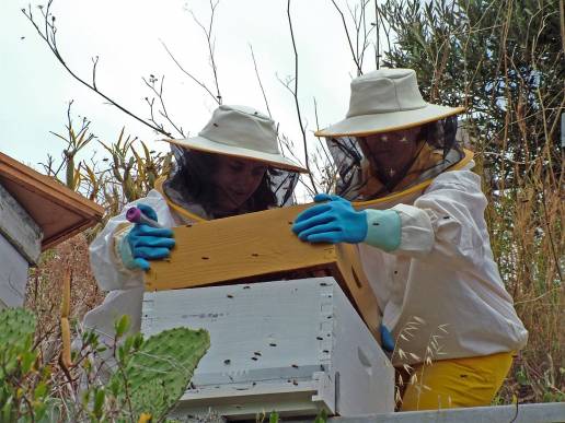 Investigadoras de la UMU ayudan a trazar el origen y evolución del virus que más influye en la desaparición de la abeja