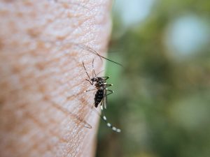 Hallan en la estación de trampeo de Málaga un aumento de densidad de mosquitos transmisores de virus del Nilo Occidental