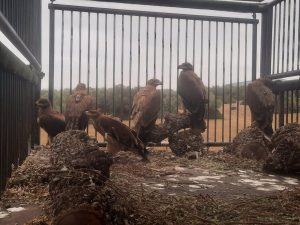 Liberadas seis jóvenes águilas imperiales en una finca del Parque de Los Alcornocales