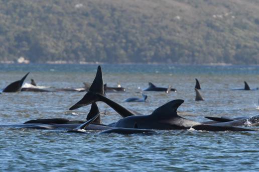 Mueren 55 ballenas al encallar en una playa de Escocia