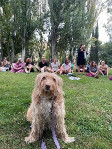 Acción para el Respeto Animal inicia una recogida de firmas contra la derogación de la Ley de Protección Animal