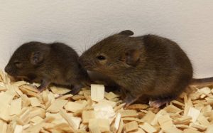 Bruselas apoya el fin gradual de la experimentación con animales en la ciencia pero no promoverá nueva regulación