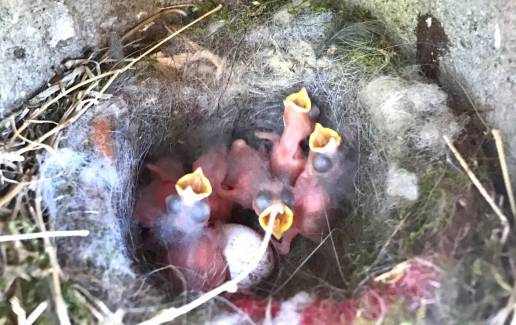 Los pájaros incorporan basura en sus nidos para alardear de su calidad reproductiva, según un estudio