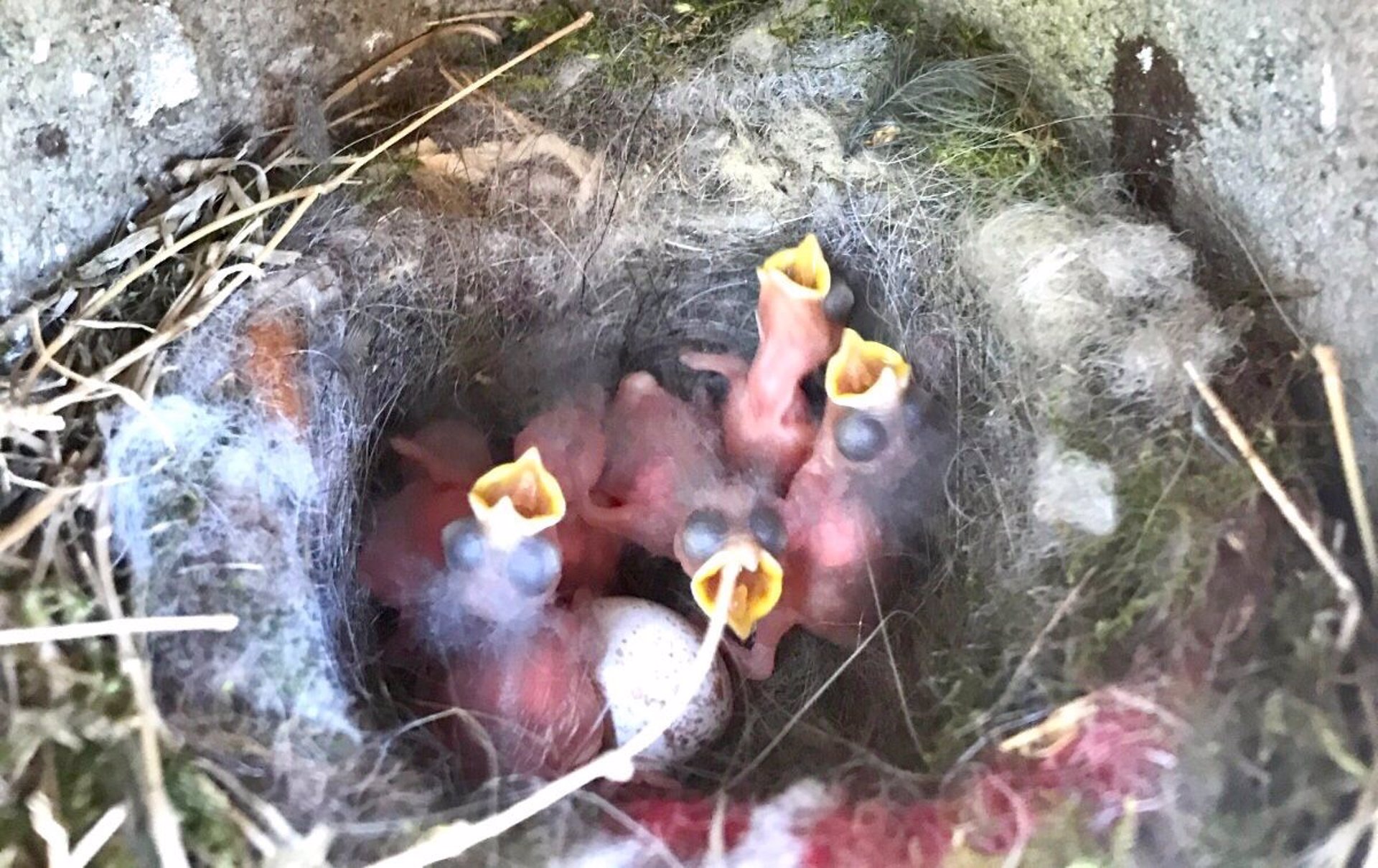 Los pájaros incorporan basura en sus nidos para alardear de su calidad ...