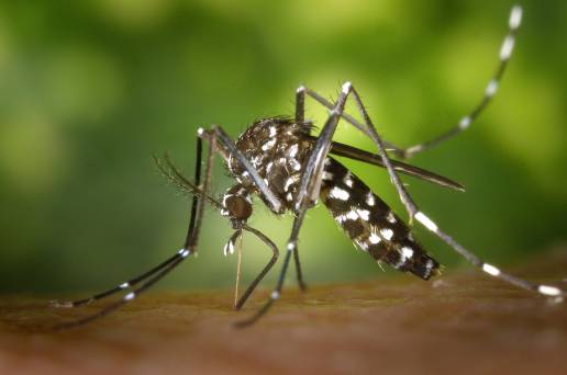 El INSLN realiza este año una nueva campaña de vigilancia y control de mosquito tigre